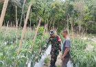 Babinsa Kodim 1401/Majene Dampingi Petani Cabai, Dorong Peningkatan Ketahanan Pangan